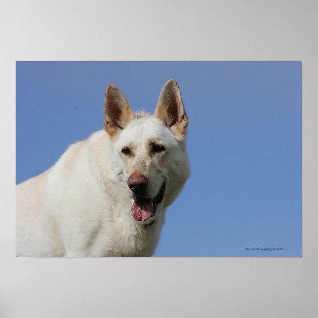 Poster Berger allemand blanc (Devant)