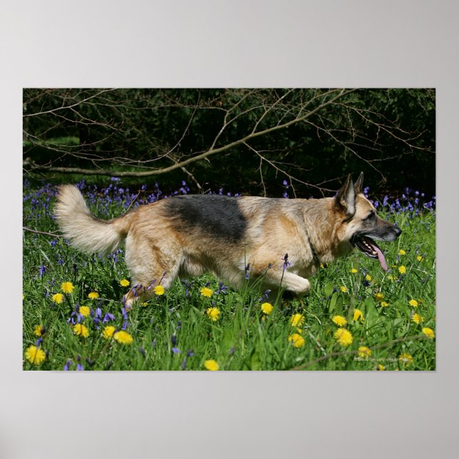 Poster Berger allemand en fleurs jaunes (Devant)