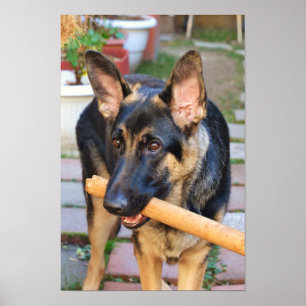Poster berger allemand par Shirley Taylor