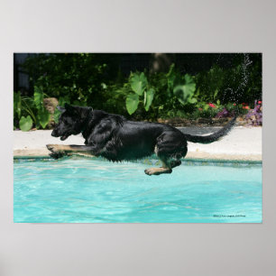 Poster berger allemand sauter dans l'eau