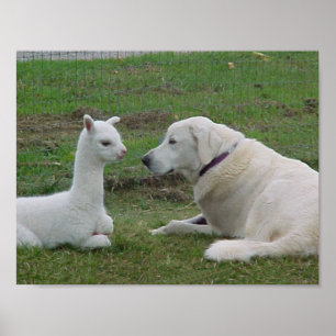 Poster Berger anatolien et alpaga Cria