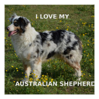 berger australien bleu merle amour w pic