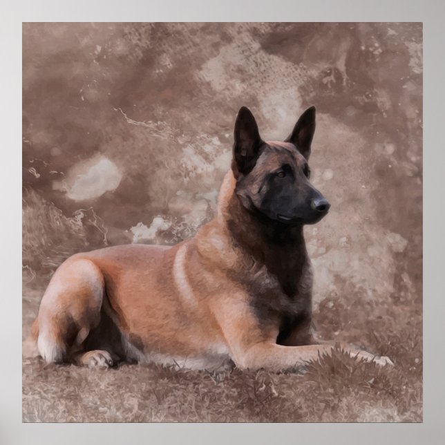 Poster Berger belge malinois - Mechelaar (Devant)