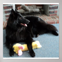 Berger belge près de la cheminée