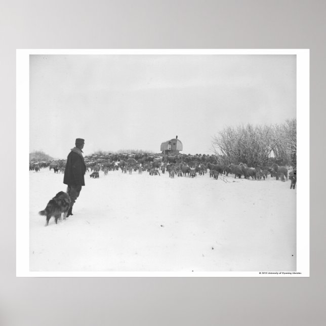 Poster Berger et chien au camp des moutons (Devant)