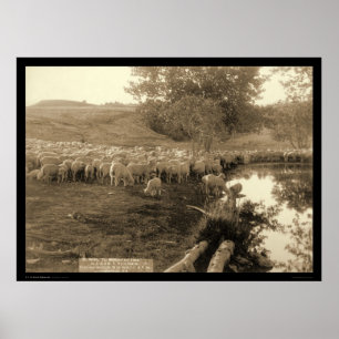 Poster Berger et troupeau le Dakota du Sud 1891