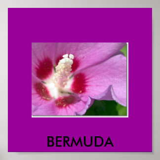 POSTER BERMUDA