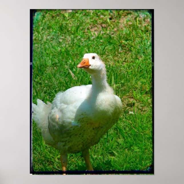 Poster Bernard (Devant)