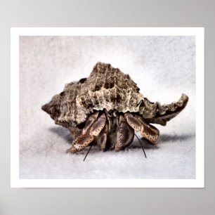 Poster Bernard l'ermite #1