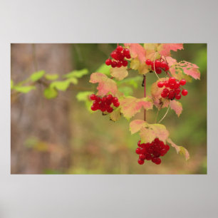 Poster Berries d'automne Imprimer