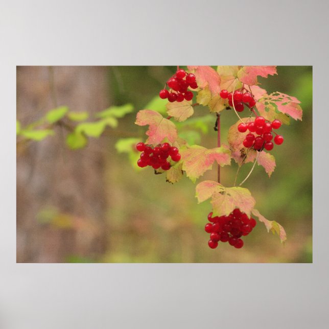 Poster Berries d'automne Imprimer (Devant)