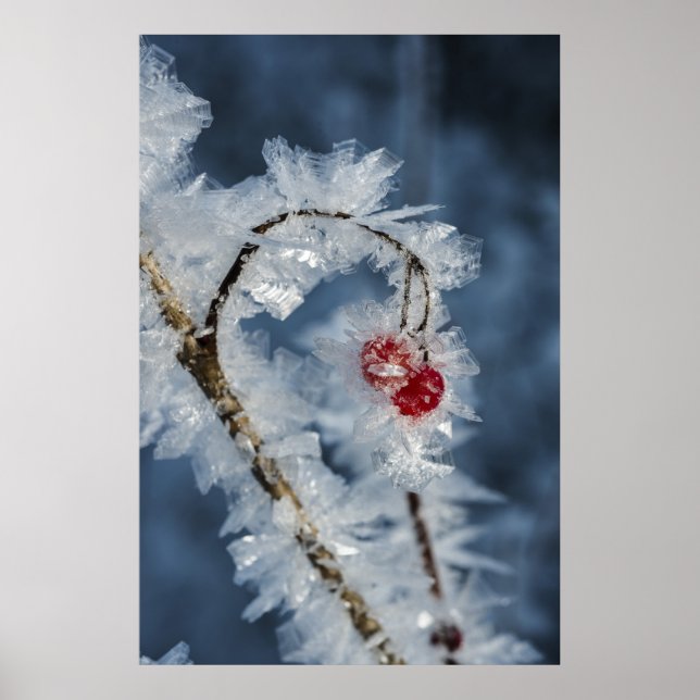 Poster Berry (Devant)