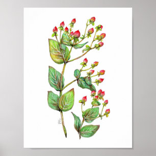 Poster Berry Hypericum rouge