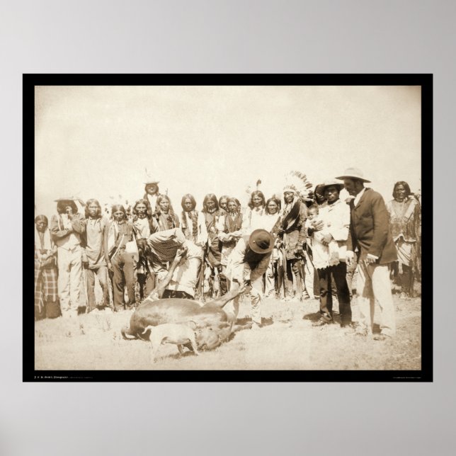 Poster Bétail à Pine Ridge Réservation SD 1887 (Devant)