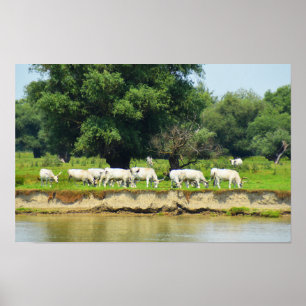 Poster Bétail blanc et rivière Danube