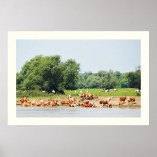 Poster Bétail et le Danube
