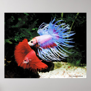 Poster Bettaの ポ ♥ タ 