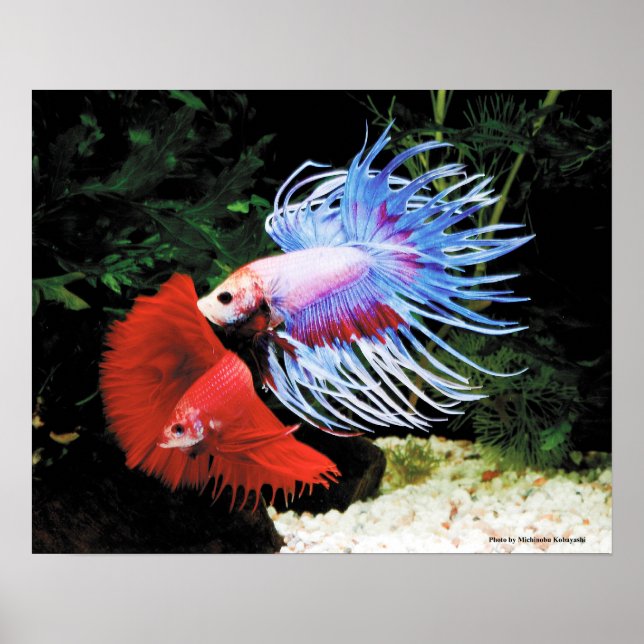 Poster Bettaの ポ ♥ タ  (Devant)