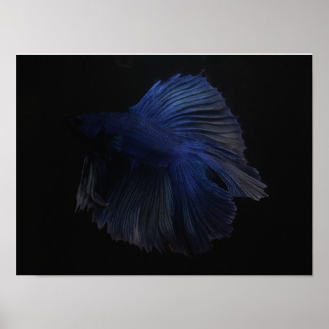 Poster Betta animal de poisson (Devant)