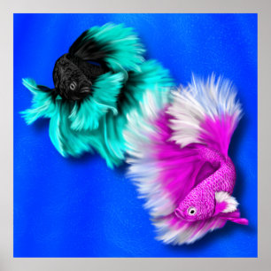 Poster Betta Fish Duo, noir & turquoise, blanc & rose