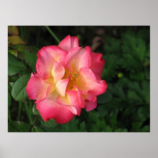 Poster Betty Boop - 24 mai 2009 139 (Devant)