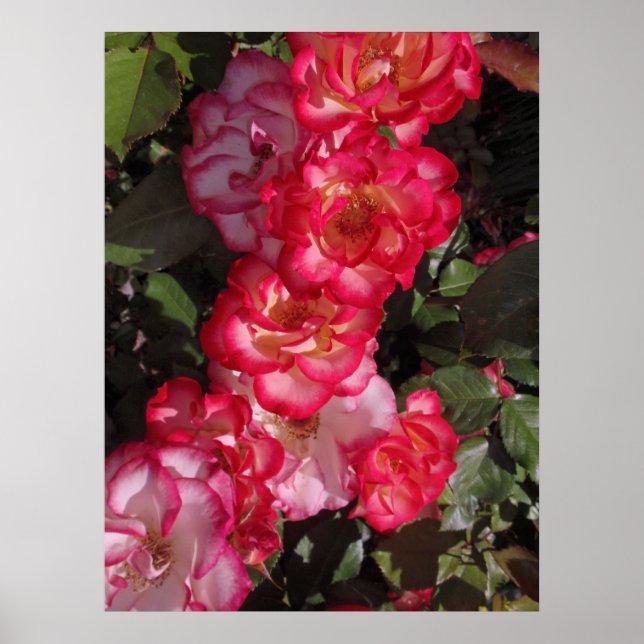 Poster Betty Boop Roses (Devant)