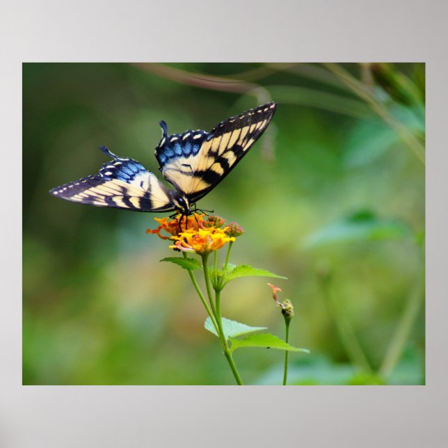 Poster BeurreFly'n (Devant)