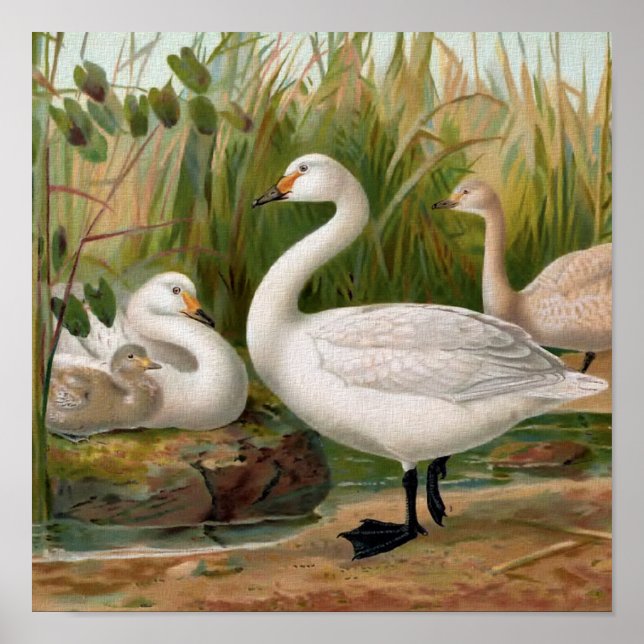 Poster "Bewick Swan" (Devant)