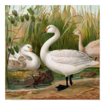 "Bewick Swan"