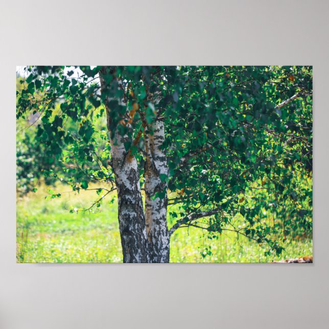 Poster Bibouleau vert Nature Feuille (Devant)