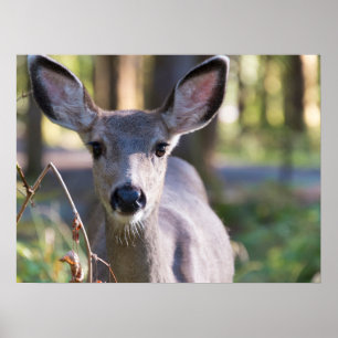 Poster Biche à queue noire de Columbie   État de Washingt