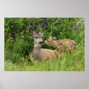 Poster Biche de cerf mulet avec faon