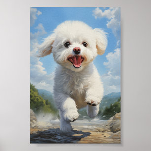 Poster Bichon Frise
