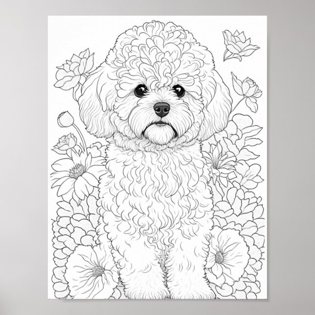 Poster Bichon Frise Coloration adulte (Devant)