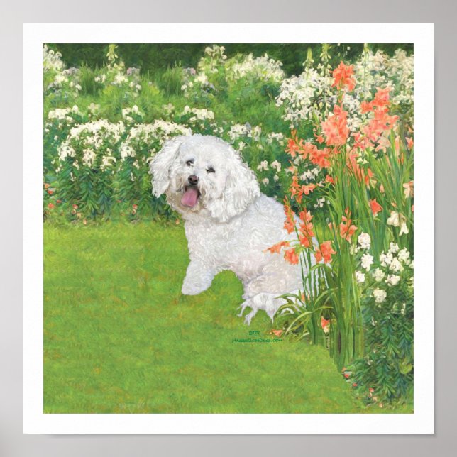Poster Bichon Frise Fantaisie Corail (Devant)