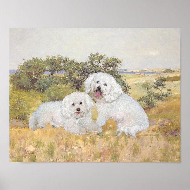 Poster Bichon Frise Meadow View (Devant)
