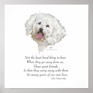 Poster Bichon Frise Pont Arc-en-ciel