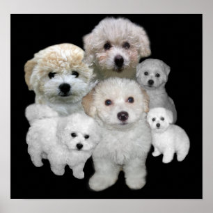 Poster Bichon Frise Puppies Imprimer