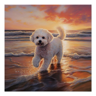 Poster Bichon Frise Sandy Paws sur la plage au coucher du