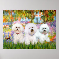 Bichon Frise Trio - Jardin (VG)