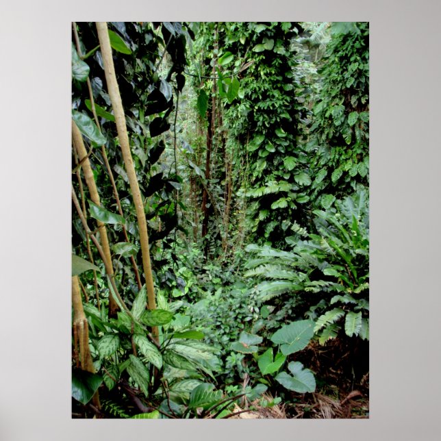 Poster Bienvenue dans la Jungle (Devant)