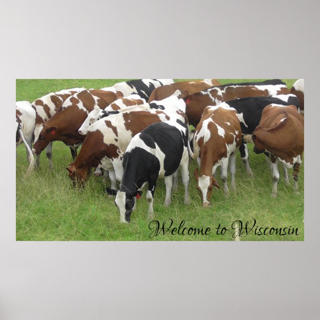 Poster Bienvenue sur l'affiche photo de la vaches laitièr (Devant)