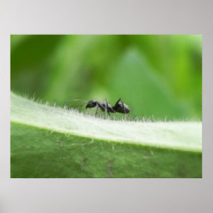 Poster Big Black Ant
