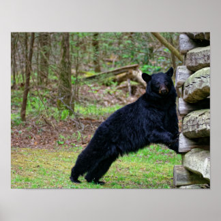 Poster Big Black Bear dans le Smoky's