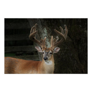 Poster Big Buck Deer
