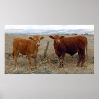 Big Cow Eyes - Red Cattle - Western