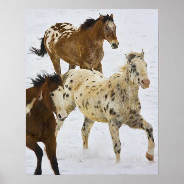 Poster Big Horn Mountains, Chevaux courant dans la neige (Devant)