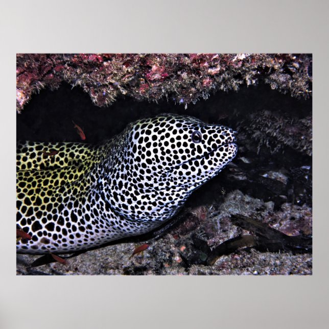 Poster Big Leopard Moray (Devant)