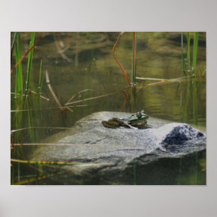 Poster Big Old Bullfrog Pond Nature