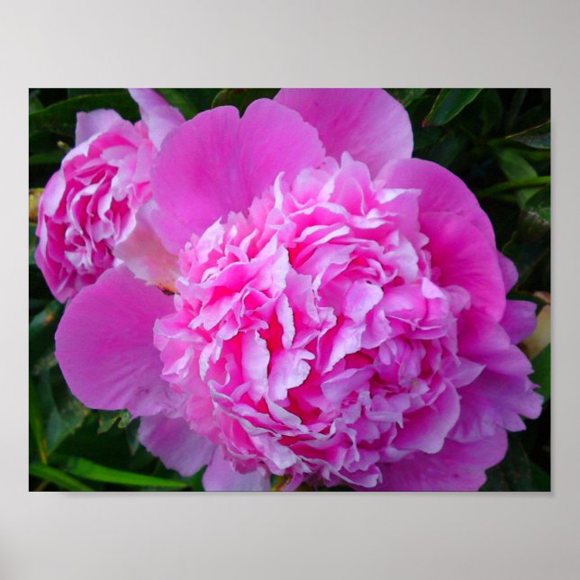Poster Big Pink Peony (Devant)